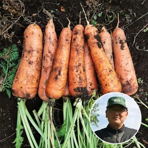 [산지장터]제주도 안중원님의 GAP 구좌 당근 3 kg 특품 [월,목 출고]