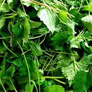 [익산원예농협] 국내산 생 취나물 2kg