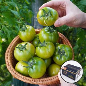 [산지장터]부산대저 권영욱님의 짭짤이 대저토마토 2.5kg 로얄과 (S-3S,55-130g)