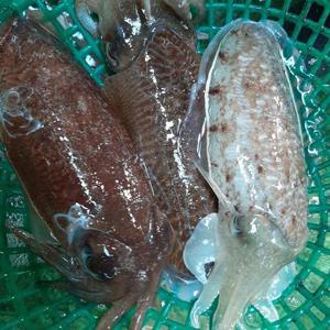 제철 생물 대왕 갑오징어 국내산 1kg