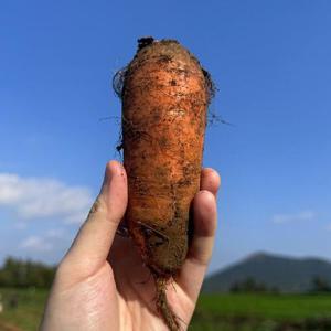 제주 구좌 흙당근 5kg 특상