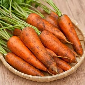 국내산 흙 당근 5kg(중/100g내외)