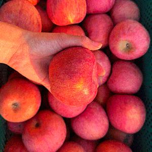 [자연의정] 제철과일 고당도 부사사과 로얄과 3kg 9-15과