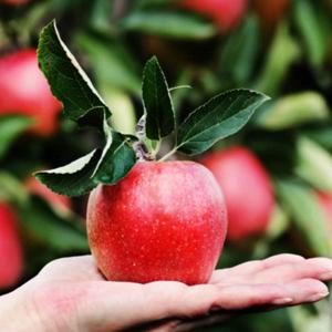 제철과일 고당도 거창 함양사과 대과 5kg 15-17과