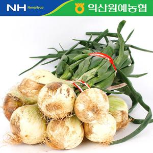 [농협] 26년수확 만생종 햇 잎양파 1단/ (4내외/줄기포함중량)