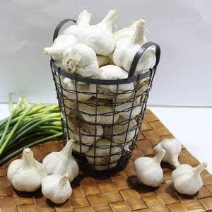 [남해농협] 남해 45일건조 생 통마늘 3kg(상)/마늘망 미포함