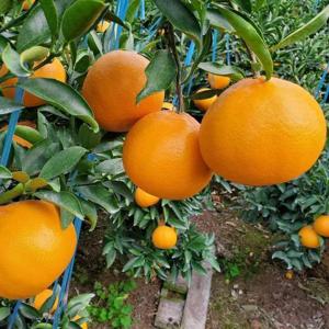 제주 하우스 천혜향 10kg 소과 새콤달콤한 고당도 천혜향 (55과 내외)