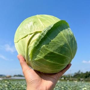 국내산 양배추 4통