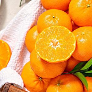 갤러리아_식식한상 제주 레드향 2.5kg 중과 10-12과