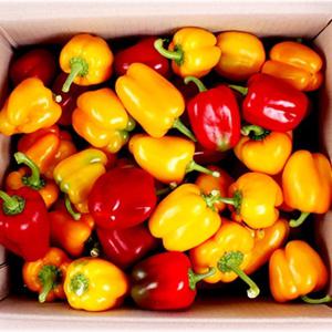 파프리카 3kg(실속형)