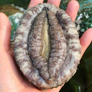 [산정마을] 산지직송 싱싱한 국내산 완도 활 전복 1kg(12-13미)