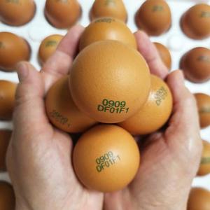 난각번호1번 산란당일 유정란 자연방사 무항생제 계란 40구