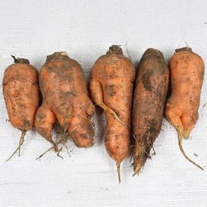 제주 구좌 무농약 흙당근 주스용 5kg