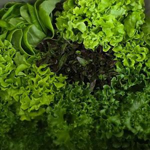 당일수확 유러피안 샐러드 1kg (4종 랜덤발송) 쌈채소