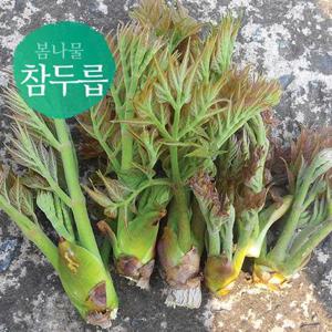 남도의 봄맛 국내산 향긋한 참두릅 1kg
