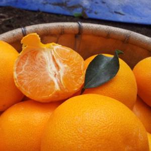 고당도 제주 천혜향 가정용 중대 3kg (7-15과)