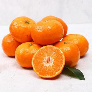 [제주바람] 달콤새콤 제주 노지감귤 9kg (대과/L~2L)