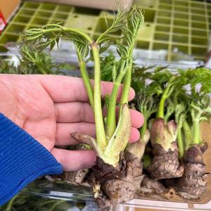 서산 참 두릅 500g 참 두룹 봄두릅 햇두릅 참 드릅 참 두릅나무 순 나무두