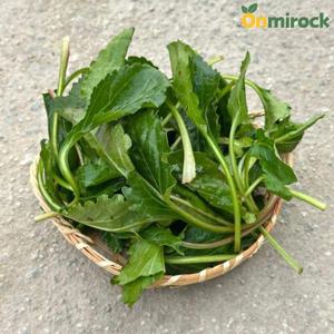 온미락 국내산 제주 취나물 1kg 봄나물 선별발송