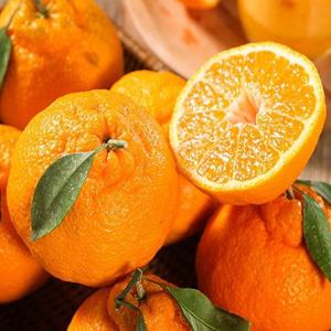 제주 한라봉 가정용 10kg 중소과 (60과전후)