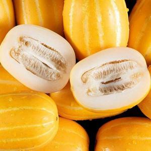 갤러리아_산지직송 성주참외 고당도 꿀참외 10kg 소과