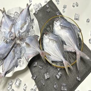 횟감용 병어 2kg(16미내외)국내산 비린내 없고 담백한 생선