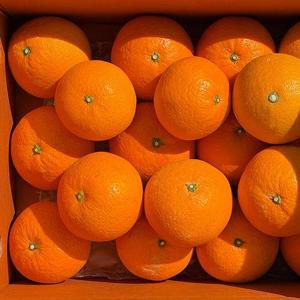 제주 고당도 꿀과즙 청견 오렌지 5kg 중대과
