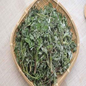 갤러리아_전남 여수 거문도 해풍 맞은 햇쑥 생쑥 500g /제철나물