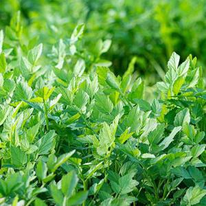 GN2510 국내산 돌미나리 2kg