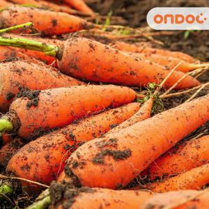 [온도씨]아삭한 제주 구좌 흙당근 5kg (특)