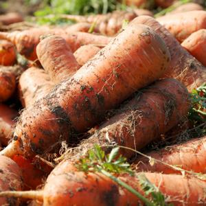 제주 구좌당근 5kg 특 (230-300g)