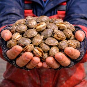 [푸른들] 남해안 왕바지락 3kg (kg당 65미 내외)