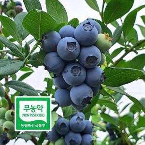무농약 블루베리 생과 엄선 특대 1kg 국내산 담양 삼인산 당일수확 산지직송 초신선 친환경