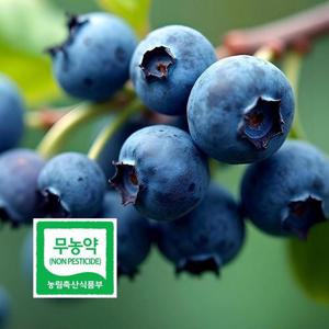 무농약 블루베리 생과 최상급 왕특 2kg 국내산 담양 삼인산 당일수확 산지직송 초신선 친환경