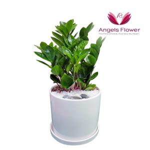 엔젤스플라워 금전수 테이블형 관엽식물 공기정화 전국 꽃배달서비스