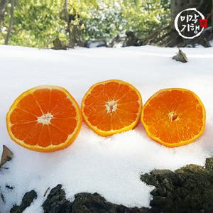 미각기행 제주 레드향 가정용 중과 2.5kg(10-12과 내외)