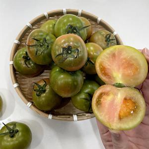 Fresh 제철과일 부산 대저 짭짤이 토마토 중과 M 2.5kg