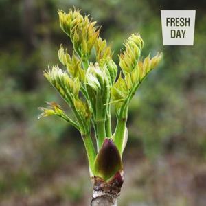 봄나물의 제왕 고창 순창 참두릅 원순 대품 500g