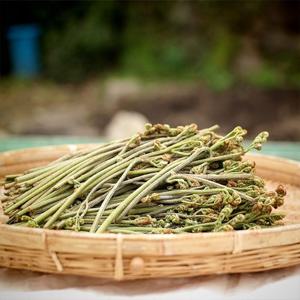 당일수확 햇 고사리 생고사리 2kg