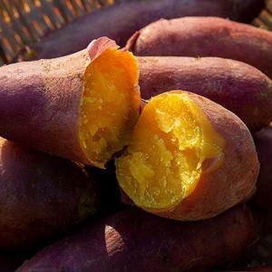 [GAP인증] 25년 해남 햇 꿀 고구마 베니하루카 1kg (한입)