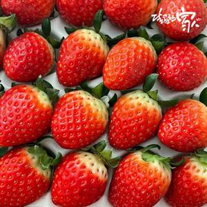 과즙팡 논산 설향딸기 35구 750g내외/가정용