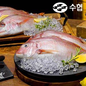 [수협중앙회]제수용 반건조 참돔 1마리 (800g이상)