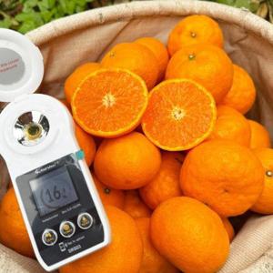 제주 고당도 프리미엄 감귤 카라향 10kg 중대과(28-40입내외)