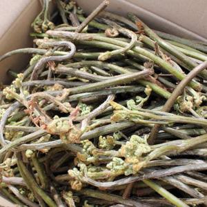 경남 하동 국내산 생고사리 8kg(2026년 수확)