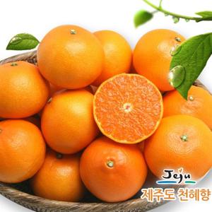 [올찬천혜향] 천혜향(대/중) 3kg(14~19과)_제주직송