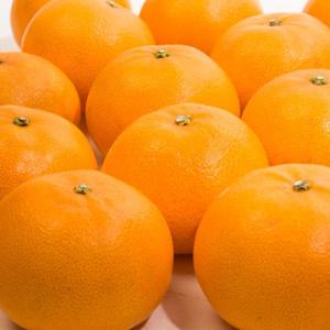 제주직송! 제철 천혜향 가정용 2.5KG 소과(13-20과 내외)