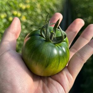 단짠단짠 짭짤이 대저 토마토 2.5kg 3S-2S