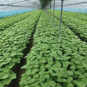 갤러리아_경남 밀양 지역 특산물로 유명한 깻잎 500g