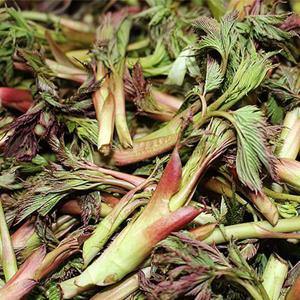 봄나물이 제철 강원도 정선 삼나물 눈개승마 500g