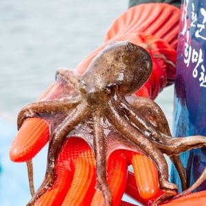 [대한민국농수산] 제철 국내산 주꾸미 신선급냉 냉동 쭈꾸미 1kg